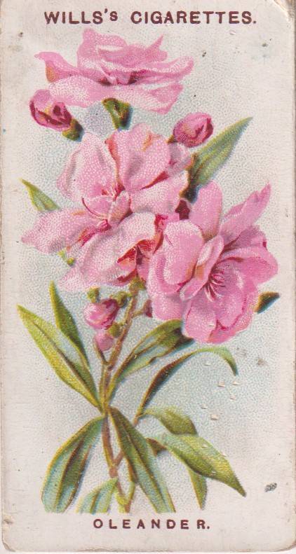 Cigarette Card Old English Garden Flower No. 7