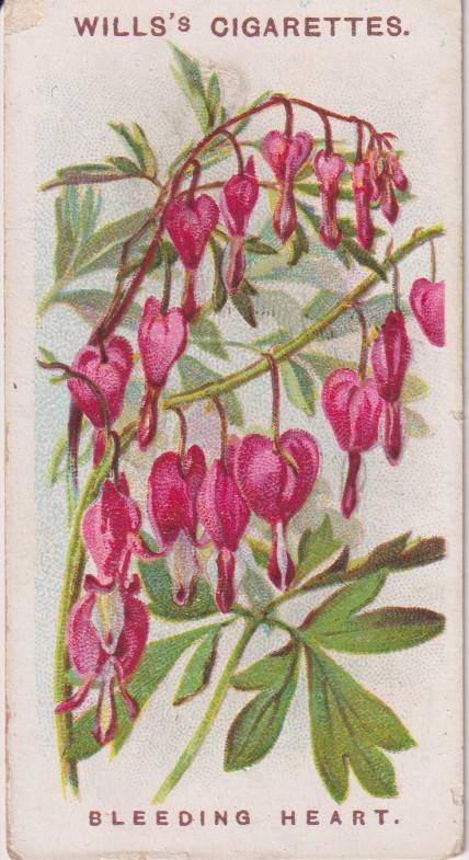 Cigarette Card Old English Garden Flower No. 25