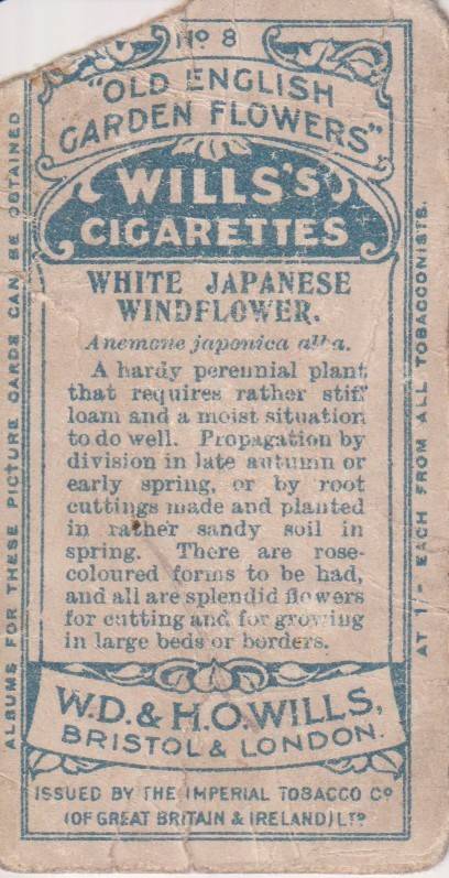 Cigarette Card Old English Garden Flower No. 8