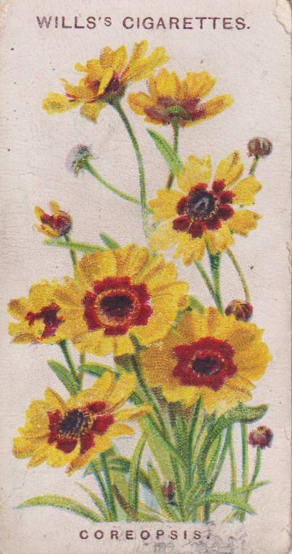 Cigarette Card Old English Garden Flower No. 16