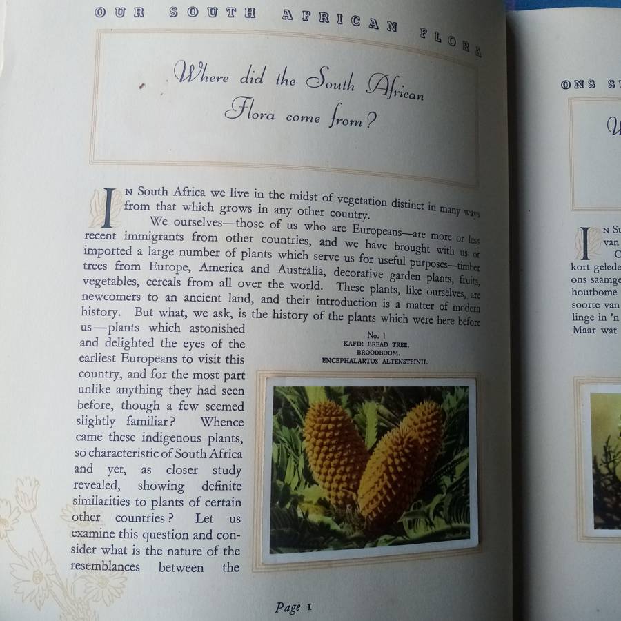 Our South African Flora" by R.H. Compton  Guide to South African Plant Life  Bilingual Edition