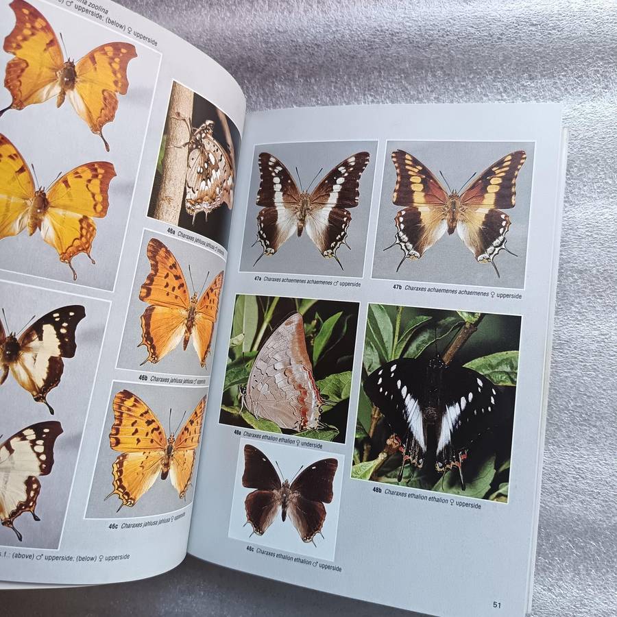 Field Guide to the Butterflies of Southern Africa by Ivor Migdoll | 620+ Photographs & 232 Species
