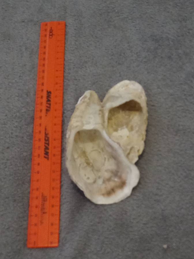 Beautiful Natural Sea Oyster Shell