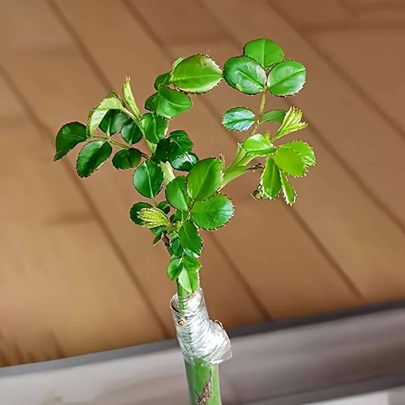 Strong Adhesive Fruit Tree Grafting Tape