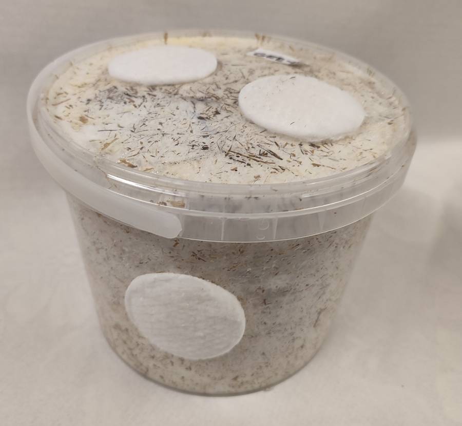 Mega Oyster Mushroom Variety grow kits (5 x 5L/2.5kg)