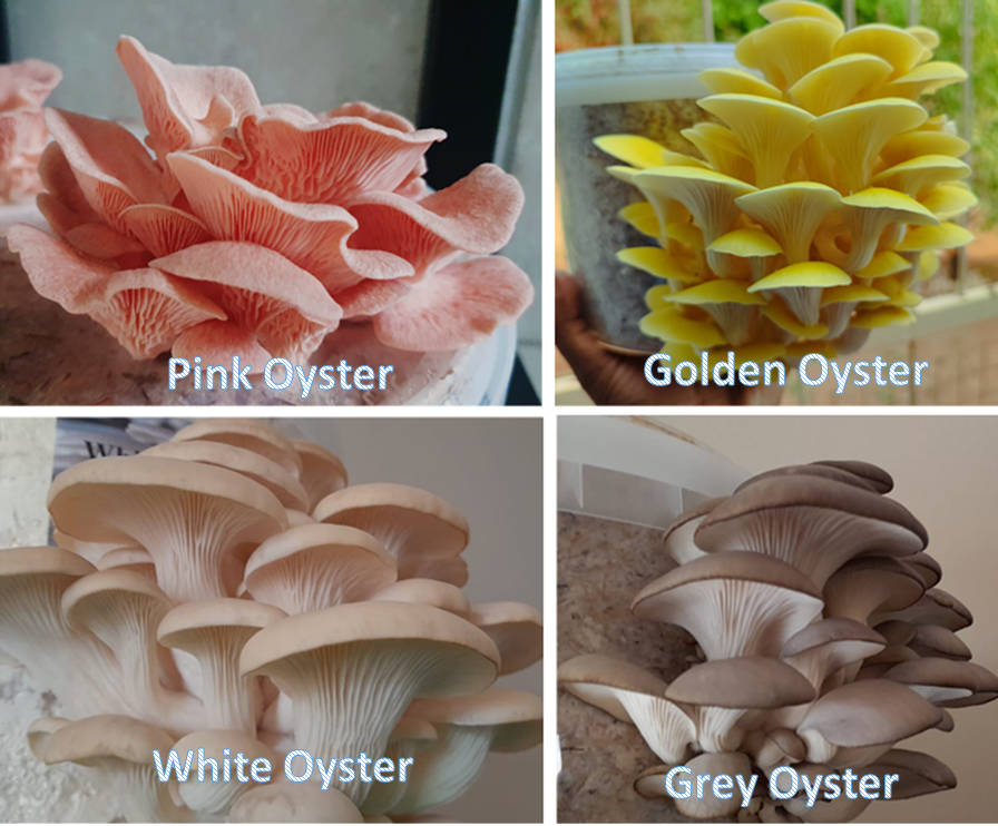 Epic Gourmet Mushroom Pack - 9 Varieties!