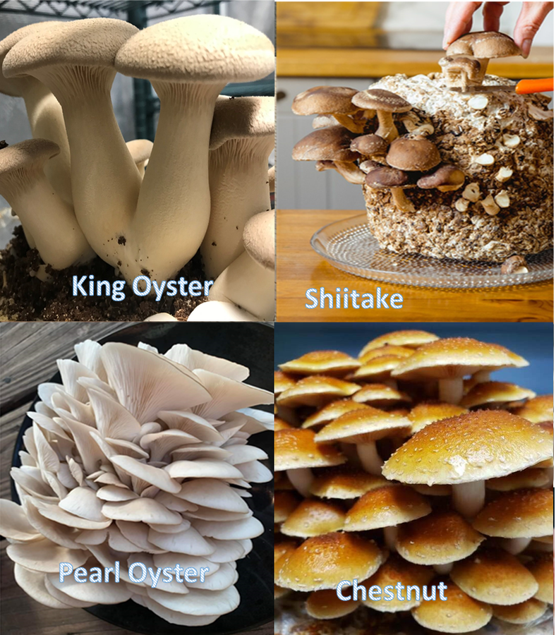 Epic Gourmet Mushroom Pack - 9 Varieties!