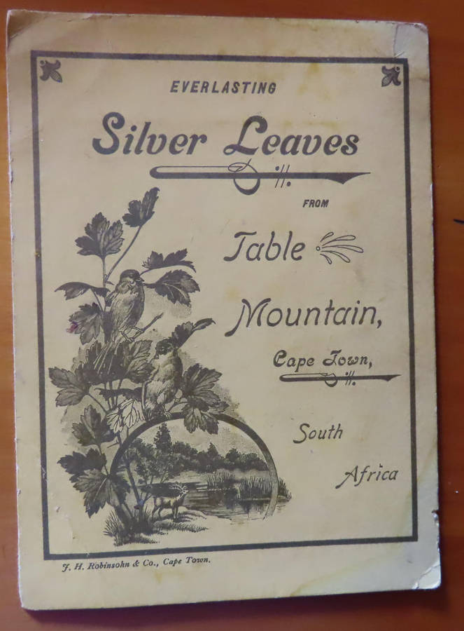 Silver Leaves (Everlasting) From Table Mountain - with arrival of R.M.S. Saxony