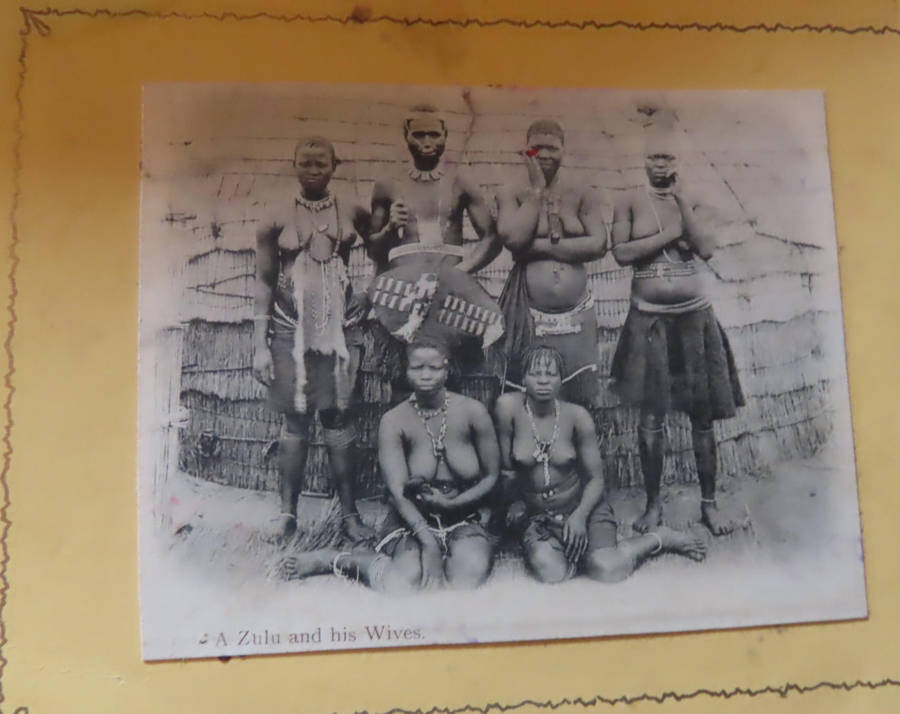 Silver Leaves (Everlasting) From Table Mountain - with arrival of R.M.S. Saxony