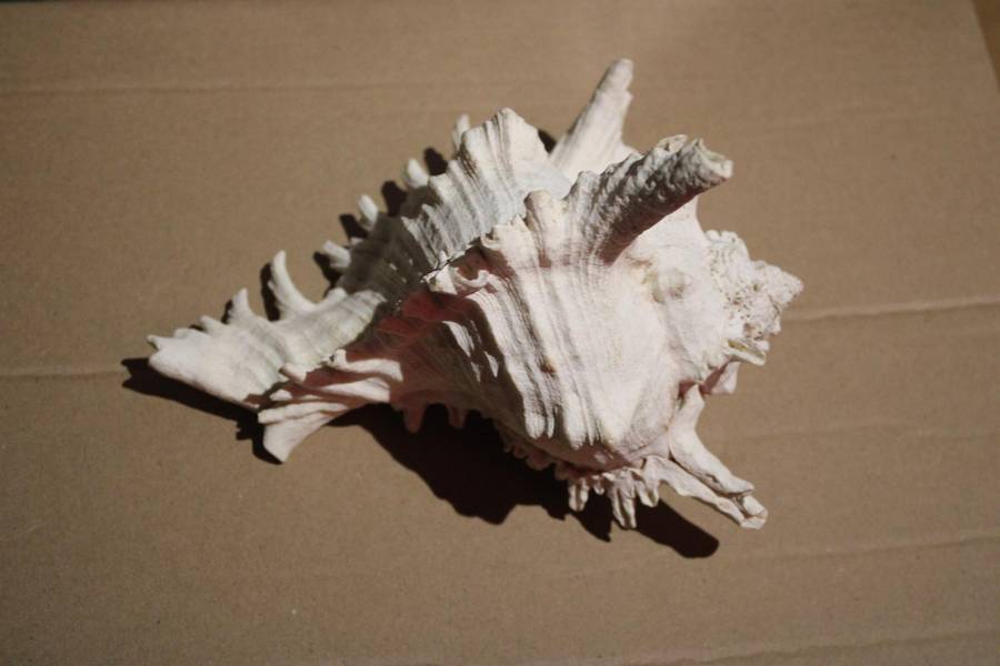 RARE FIND IN THIS SIZE  A HUGE RAMOSE MUREX SEA SHELL IN PRESTINE CONDITION