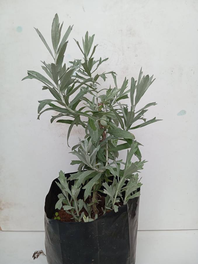 Mugwort
