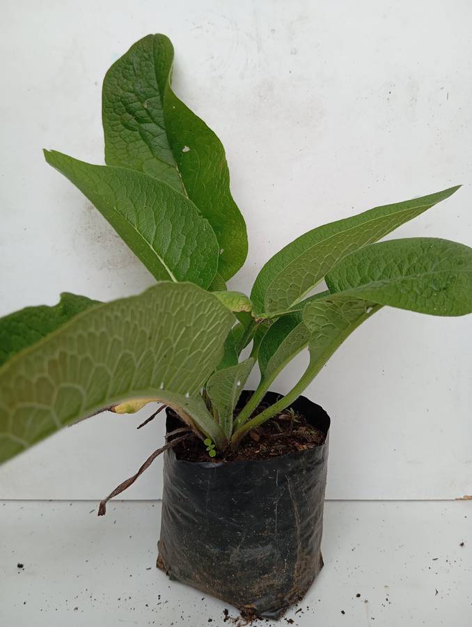 Comfrey plant