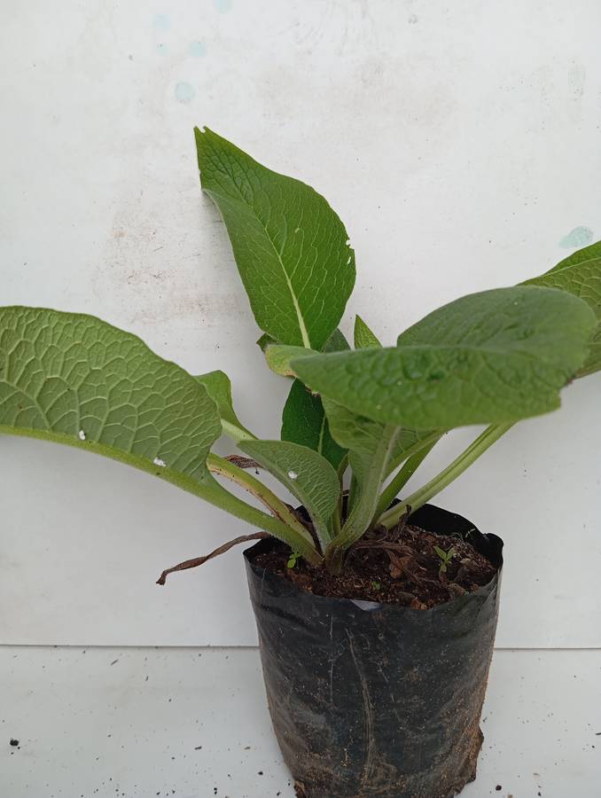 Comfrey plant