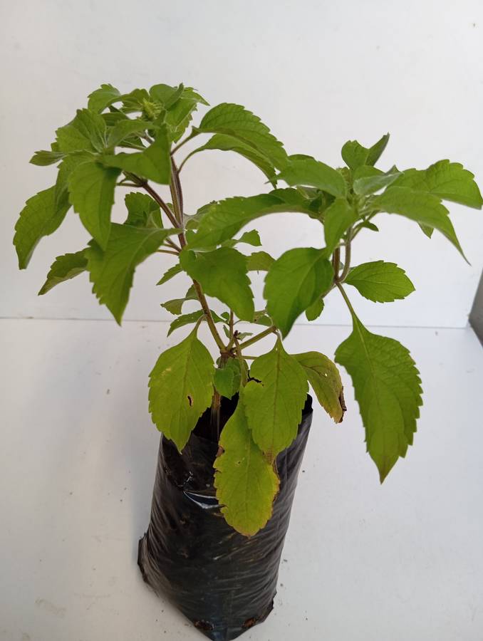 Tulsi (Holy basil) plant
