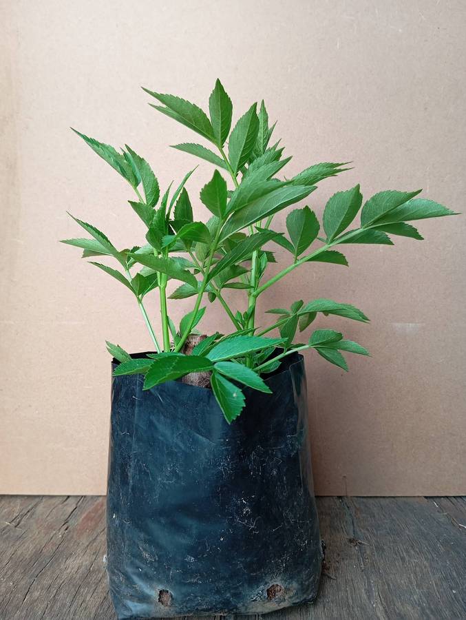 Elderberry plants