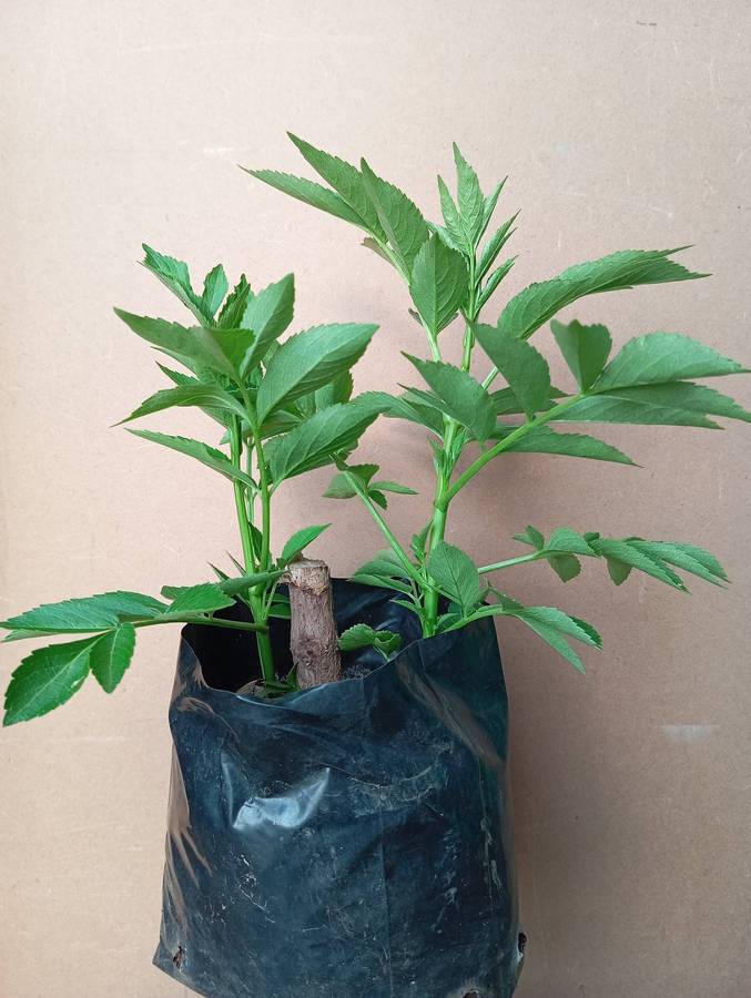 Elderberry plants