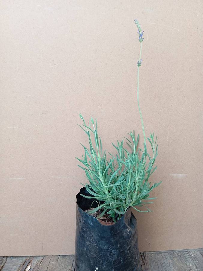 Lavender 'Margaret Roberts' plant
