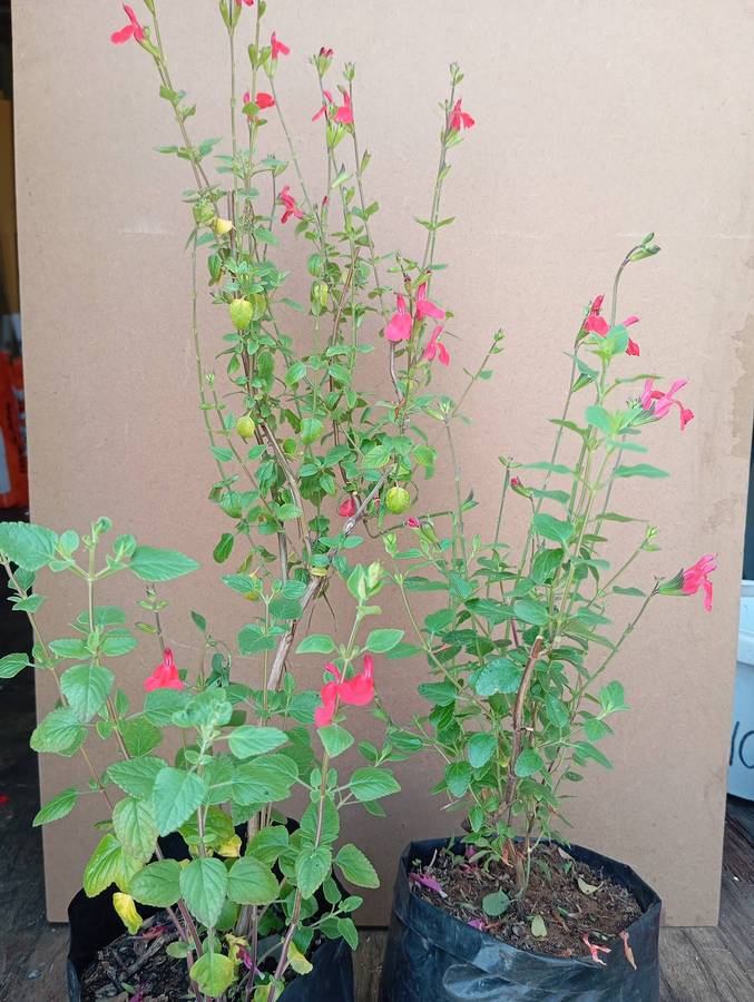 Salvia 'hot lips' plant