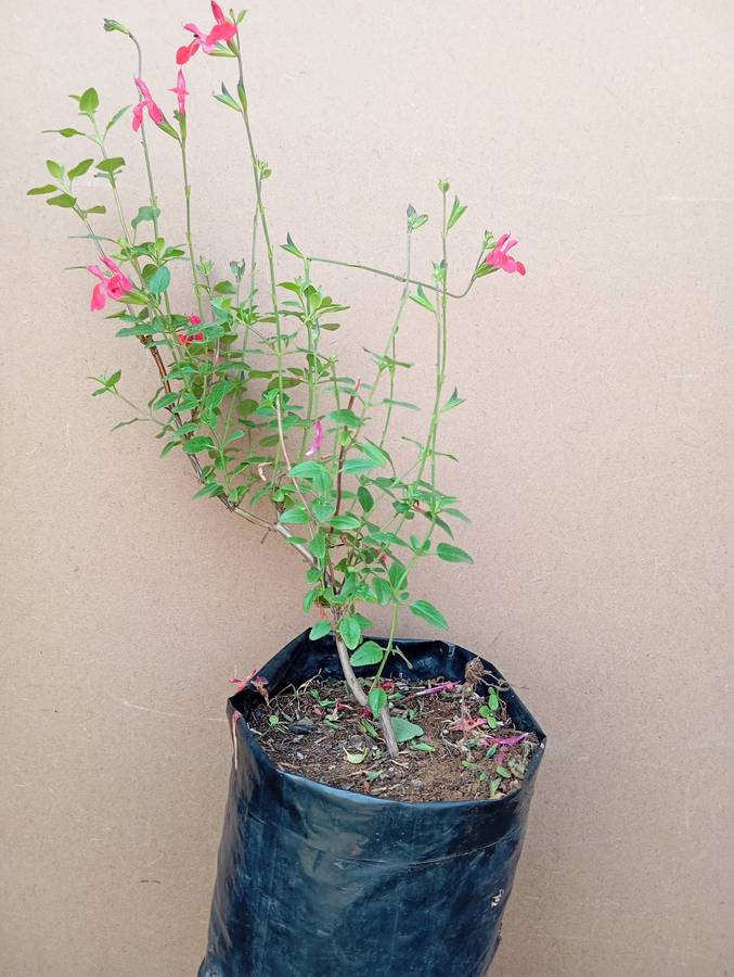 Salvia 'hot lips' plant
