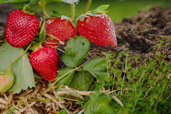Strawberry plant - Eversweet ever bearing variety