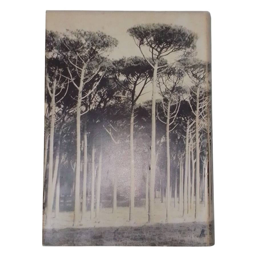 1977 Tree Planting in South Africa, Vol 1 & 2 The Pines  & The Eucalypts By R.J Poynton Hardcover w/