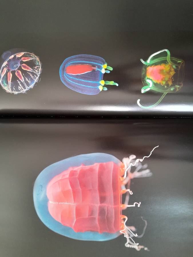 Claire Nouvian The Deep (Sea) - Collector's Item - Extraordinary book with amazing pictures!