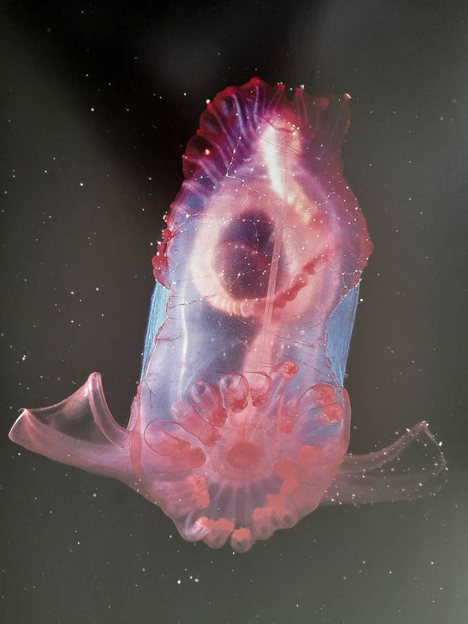 Claire Nouvian The Deep (Sea) - Collector's Item - Extraordinary book with amazing pictures!