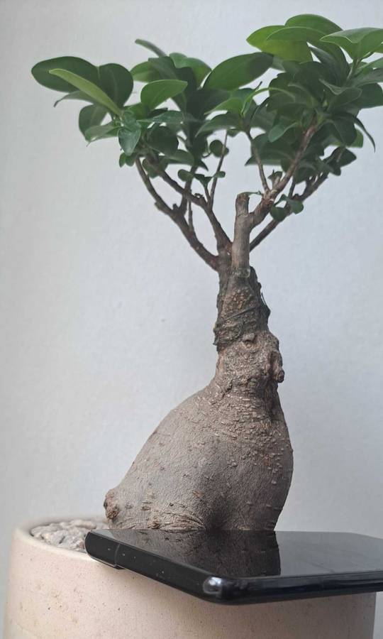 Samsung Galaxy S21 Plus 5G