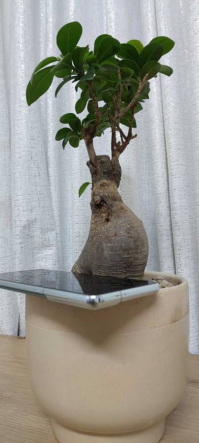 Samsung Galaxy S21 Plus 5G