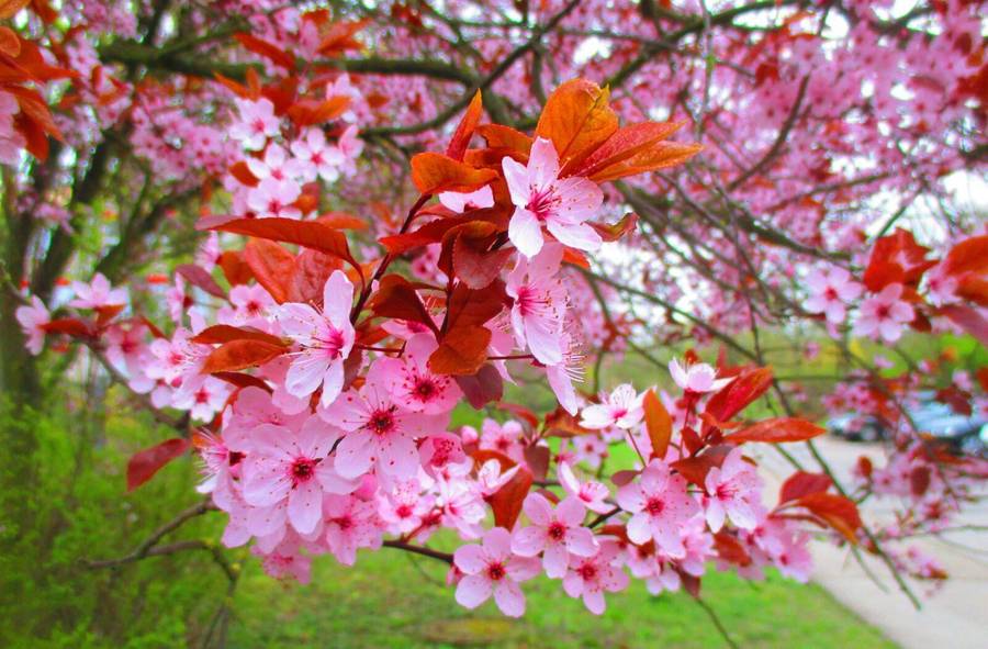 Canon IXUS 145 Digital camera