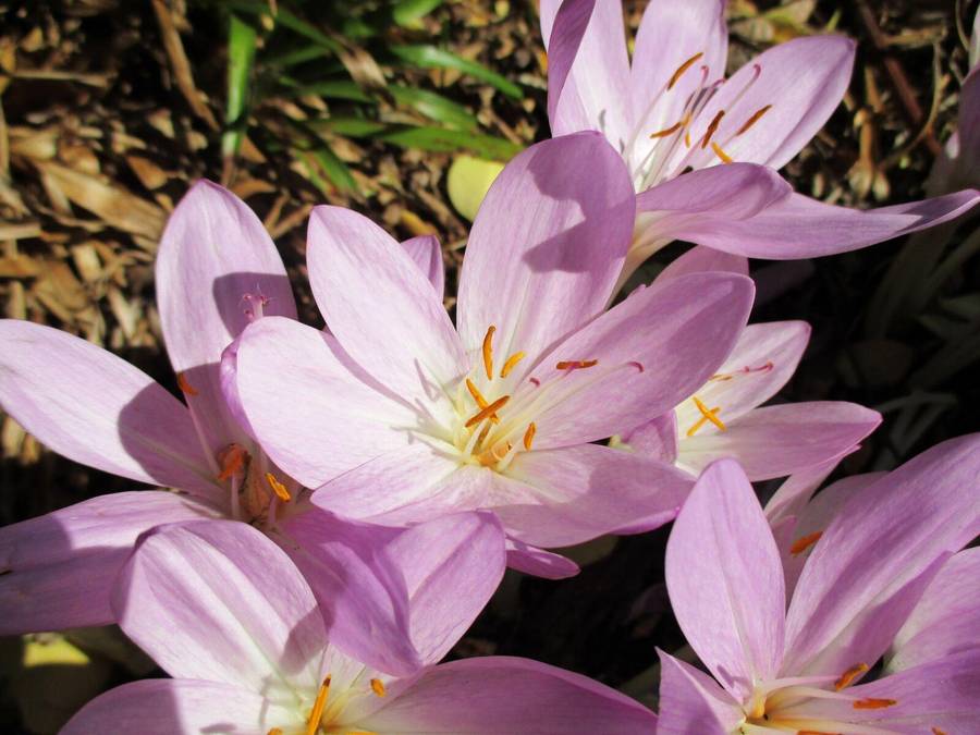 Canon IXUS 145 Digital camera