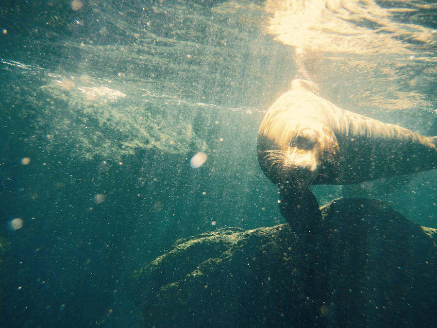 FUJIFILM FINEPIX XP70 RUGGED UNDERWATER DIGITAL CAMERA