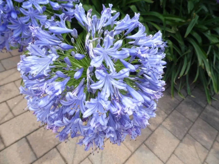 Samsung WB150F DIGITAL CAMERA