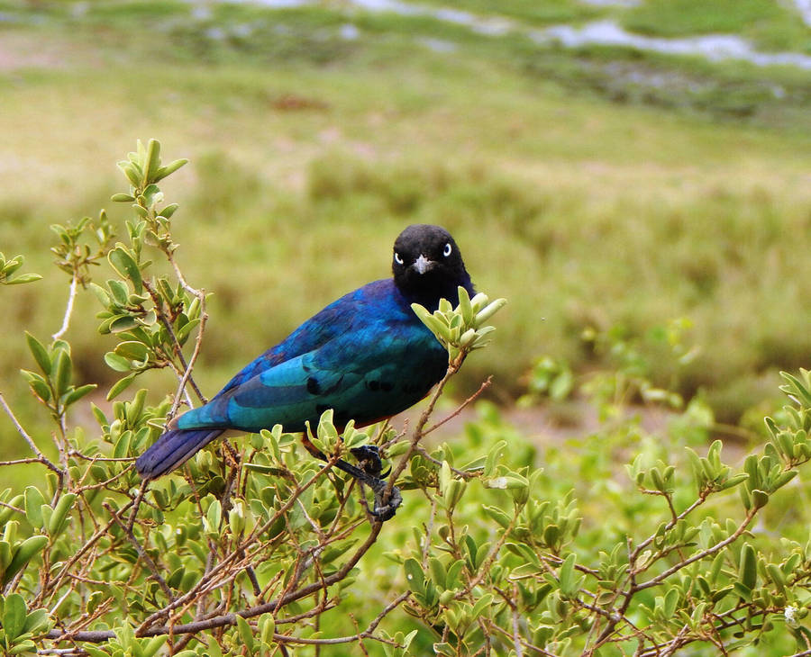 PRISTINE NIKON COOLPIX L830 BRIDGE CAMERA