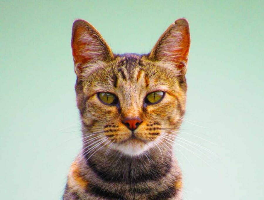 Canon SX530HS wifi Bridge camera