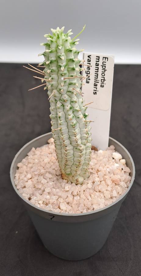 Euphorbia mammilaris Variegata -Indian Corn Cob (Free Gift with any Order)