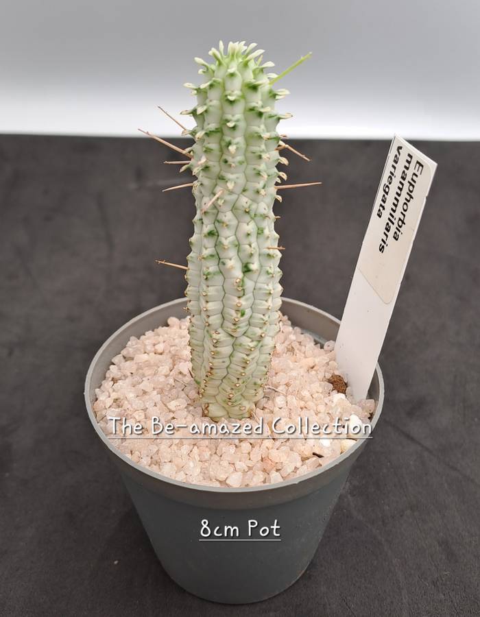 Euphorbia mammilaris Variegata -Indian Corn Cob (Free Gift with any Order)
