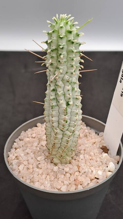 Euphorbia mammilaris Variegata -Indian Corn Cob (Free Gift with any Order)