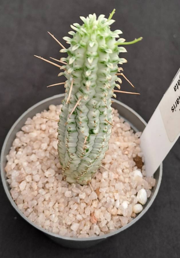 Euphorbia mammilaris Variegata -Indian Corn Cob (Free Gift with any Order)