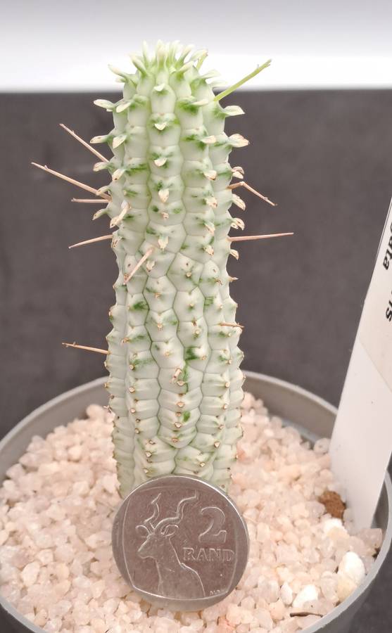 Euphorbia mammilaris Variegata -Indian Corn Cob (Free Gift with any Order)