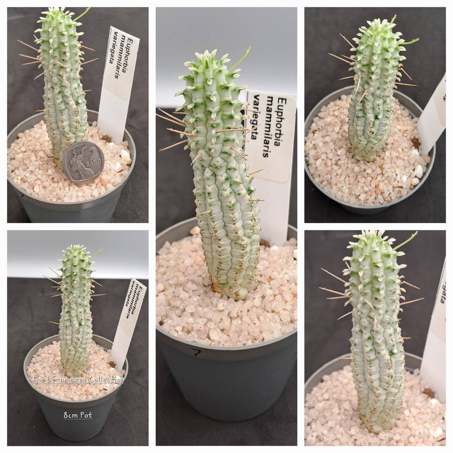 Euphorbia mammilaris Variegata -Indian Corn Cob (Free Gift with any Order)