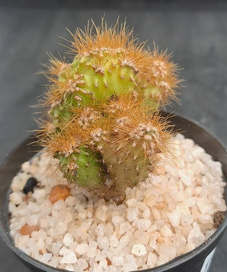 Cereus repandus f monstrosus (Pevurian apple cactus)-Free Gift with any Order)