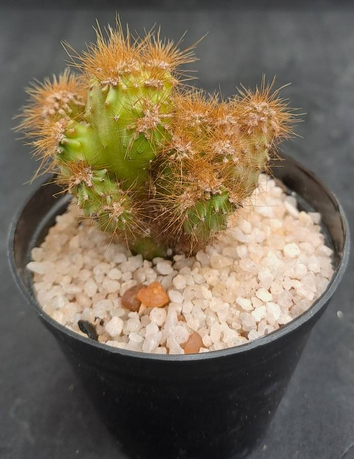 Cereus repandus f monstrosus (Pevurian apple cactus)-Free Gift with any Order)
