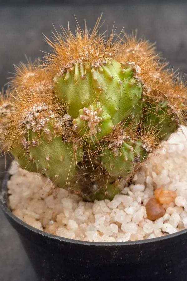 Cereus repandus f monstrosus (Pevurian apple cactus)-Free Gift with any Order)