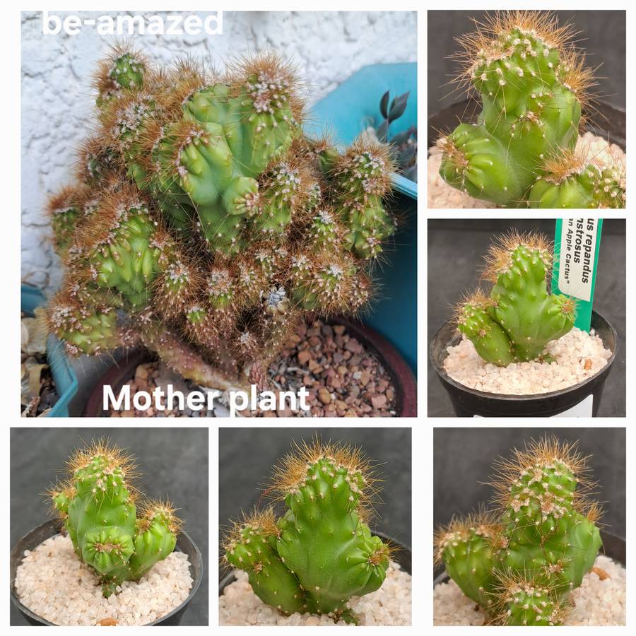 Cereus repandus f monstrosus (Pevurian apple cactus)-Free Gift with any Order)