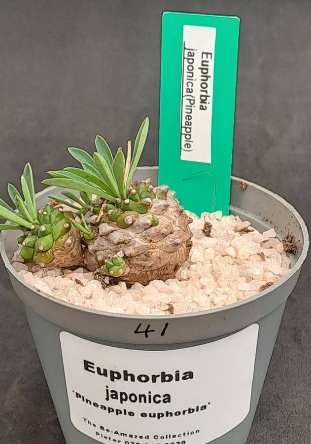 Rare!!!   -Euphorbia Japonica Cluster (pineapple Euphorbia)  -Free Gift with any Order)