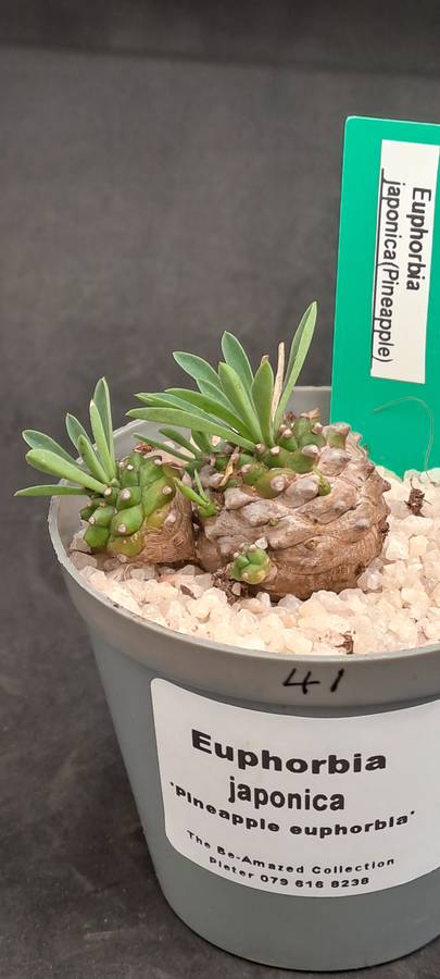 Rare!!!   -Euphorbia Japonica Cluster (pineapple Euphorbia)  -Free Gift with any Order)