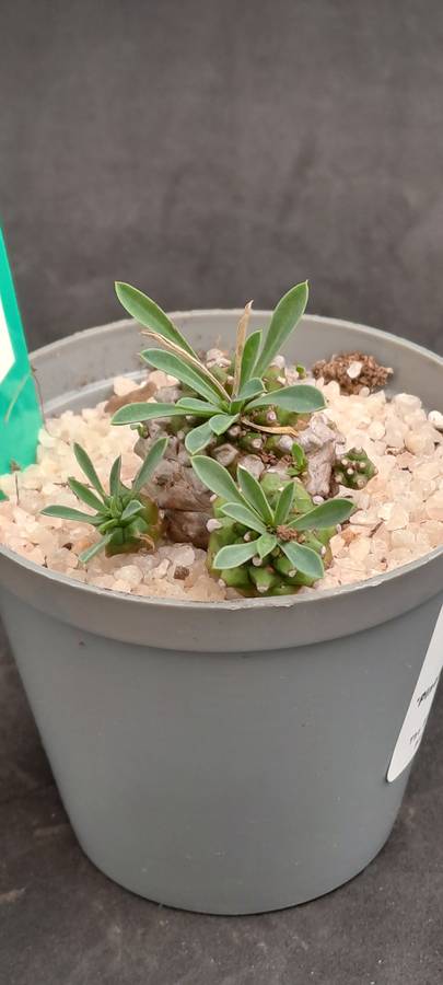 Rare!!!   -Euphorbia Japonica Cluster (pineapple Euphorbia)  -Free Gift with any Order)