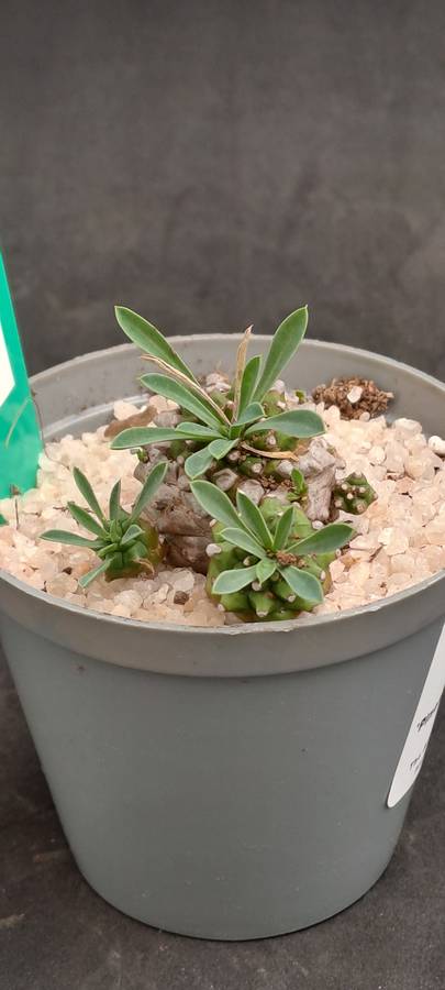 Rare!!!   -Euphorbia Japonica Cluster (pineapple Euphorbia)  -Free Gift with any Order)