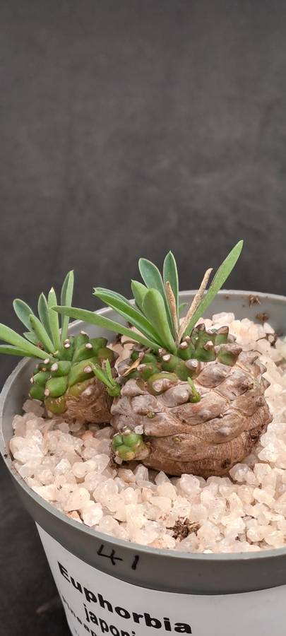 Rare!!!   -Euphorbia Japonica Cluster (pineapple Euphorbia)  -Free Gift with any Order)